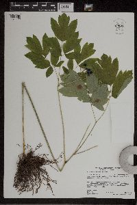 Caulophyllum thalictroides image