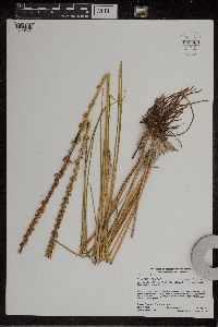 Triglochin maritima image