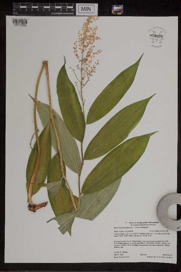 Maianthemum racemosum subsp. racemosum image
