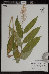 Maianthemum racemosum image