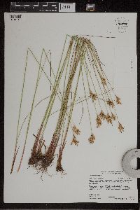Juncus vaseyi image