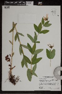 Hypericum ascyron image