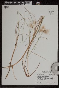 Eriophorum gracile image