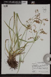 Scirpus pendulus image