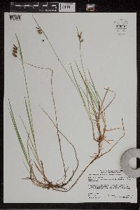 Carex magellanica subsp. irrigua image