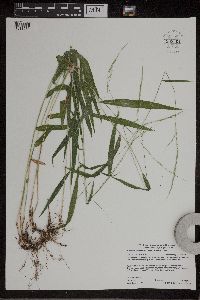 Brachyelytrum aristosum image