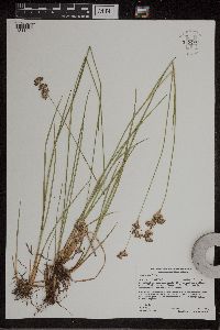 Juncus longistylis image