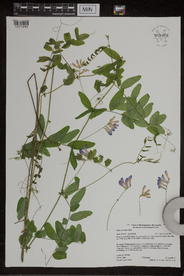 Vicia americana image