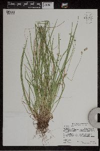 Carex deweyana var. deweyana image