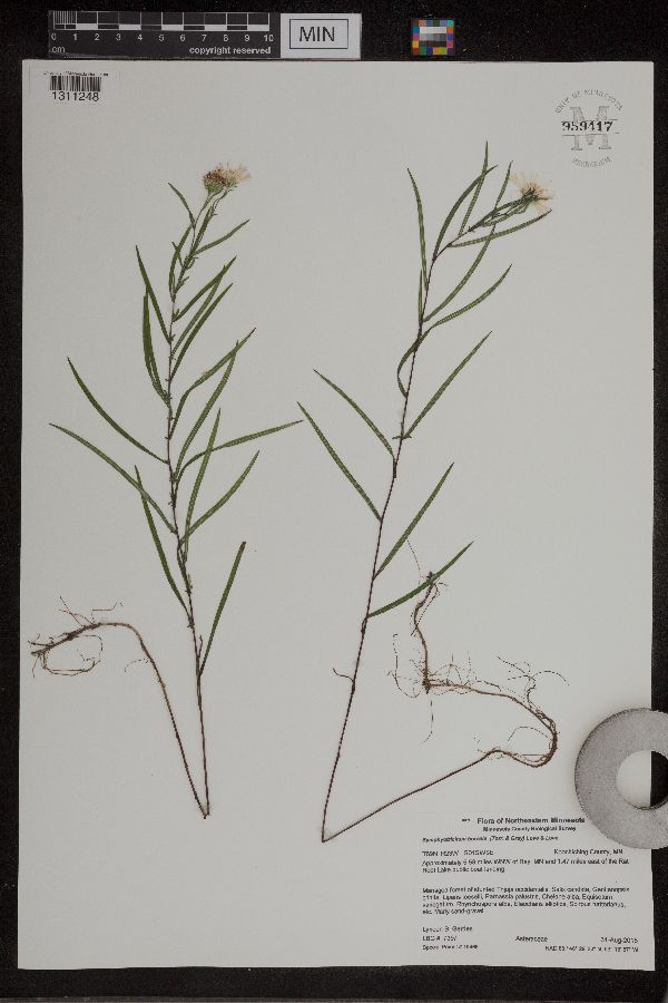 Symphyotrichum boreale image