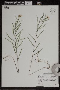 Symphyotrichum boreale image