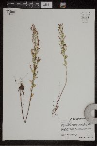 Lechea intermedia image