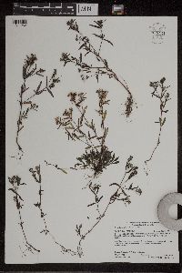 Houstonia longifolia image