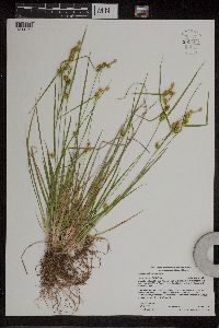 Carex cryptolepis image