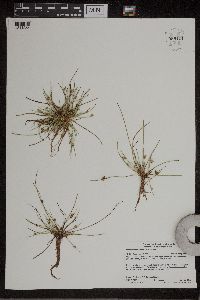 Schoenoplectiella smithii image