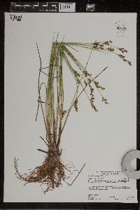 Juncus brevicaudatus image