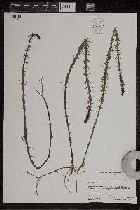 Hippuris vulgaris image