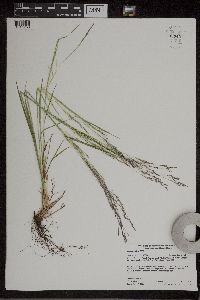 Agrostis scabra image