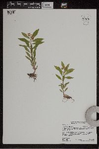 Penthorum sedoides image
