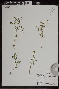 Gratiola neglecta image