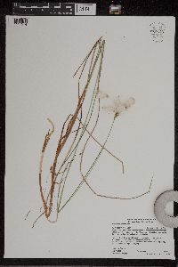 Eriophorum tenellum image