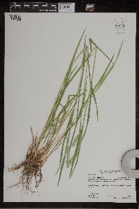 Phleum pratense image
