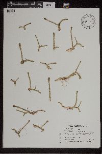 Lycopodiella inundata image