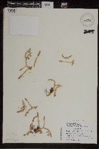 Lycopodiella inundata image