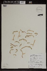Lycopodiella inundata image