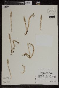 Lycopodiella inundata image