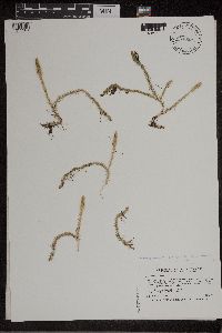 Lycopodiella inundata image