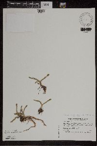 Lycopodiella inundata image