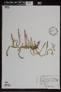 Lycopodiella inundata image