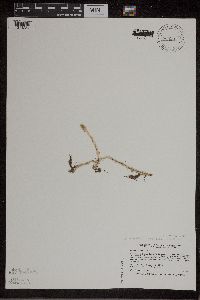 Lycopodiella inundata image