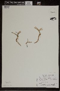 Lycopodiella inundata image