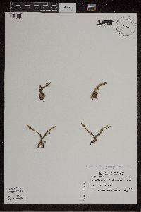 Lycopodiella inundata image