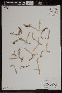 Lycopodiella inundata image