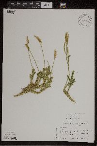 thumbnail image of current specimen