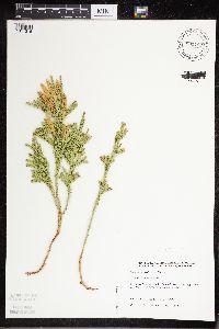 Thumbnail image of current specimen