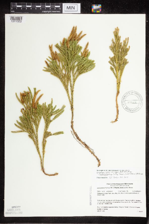 Dendrolycopodium hickeyi image