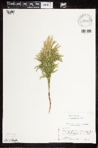 Dendrolycopodium hickeyi image