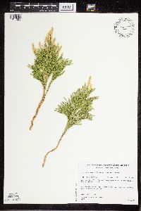 Dendrolycopodium hickeyi image