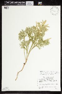 Dendrolycopodium hickeyi image