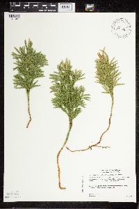 Dendrolycopodium hickeyi image