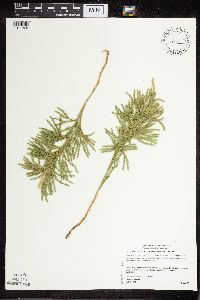 Dendrolycopodium hickeyi image