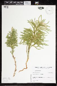 Dendrolycopodium hickeyi image
