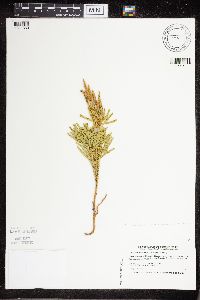 Dendrolycopodium hickeyi image