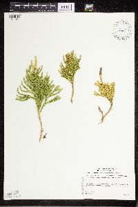 Dendrolycopodium hickeyi image