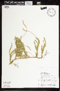 Thumbnail image of current specimen