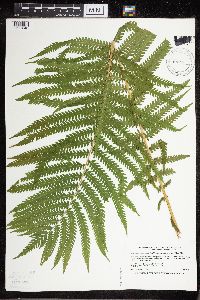 Media resource of Matteuccia struthiopteris